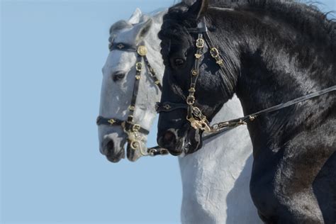 15 Facts About The Andalusian Horse Helpful Horse Hints