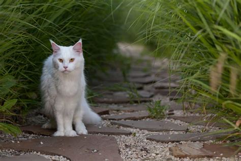 Do Maine Coons Change Color 7 Facts You Should Know MaineCoon Org