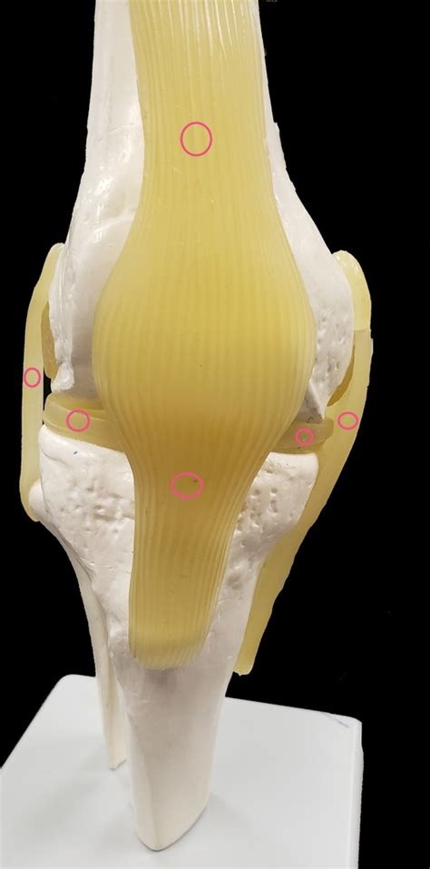 Knee Anterior View Diagram Quizlet