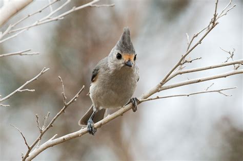 Bird Of The Week Black Crested Titmouse Travis Audubon