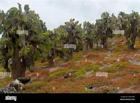 Plantas Endemicas De Ecuador Fotografías E Imágenes De Alta Resolución