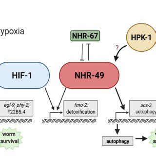 Nhr Is Required To Induce Autophagy In Response To Hypoxia A B