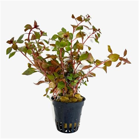 Ludwigia Specie Mini Super Red In Pot Middengrond Jarathana