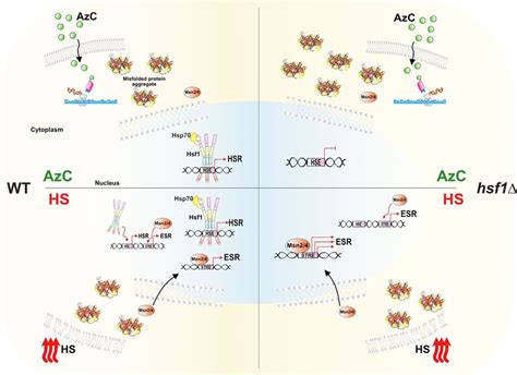 Graphical Model Showing The Response Mechanism Of Hsf To Hs And Azc