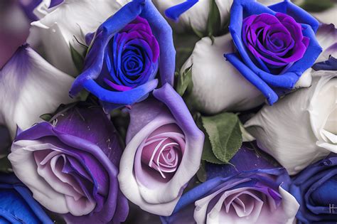 Blue and Purple Roses Bouquet Digital Graphic · Creative Fabrica