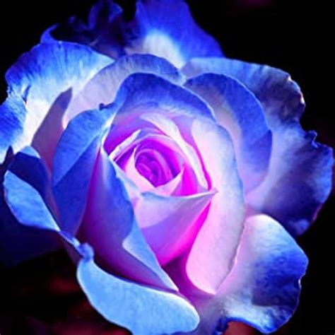 Rare Seed Blues Blue Rose Seeds Flower For Planting Bush Etsy