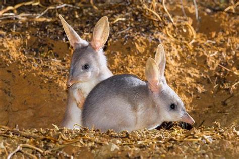 Así Es El Bilby Mayor El Extraño Marsupial Que Inspiró La Leyenda Del Conejo De Pascua En