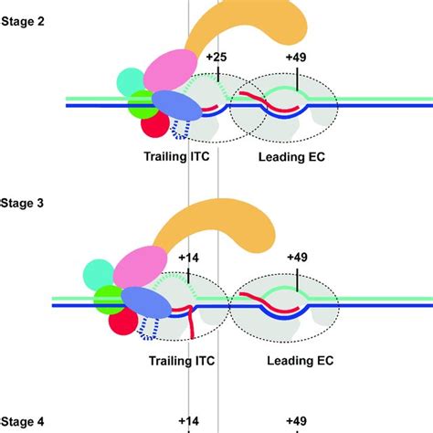 Overview Of The Regulation Of CAK And The Role Of CDK7 In Regulating