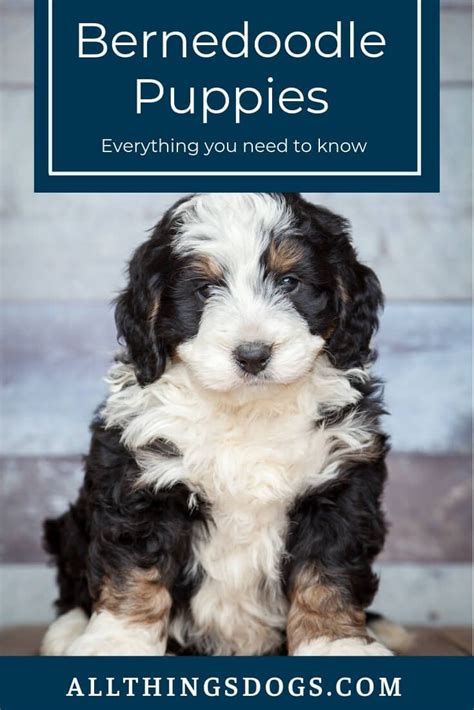 Bernedoodle Dog Breed Information Facts Temperament Size Artofit