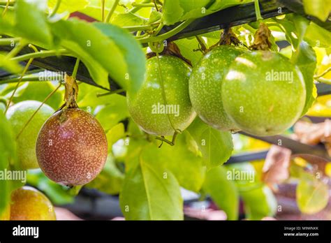 Unripe Passion Fruit Hi Res Stock Photography And Images Alamy