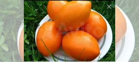 Семена томата Олеся купить в Новосибирске | Хобби и отдых | Авито