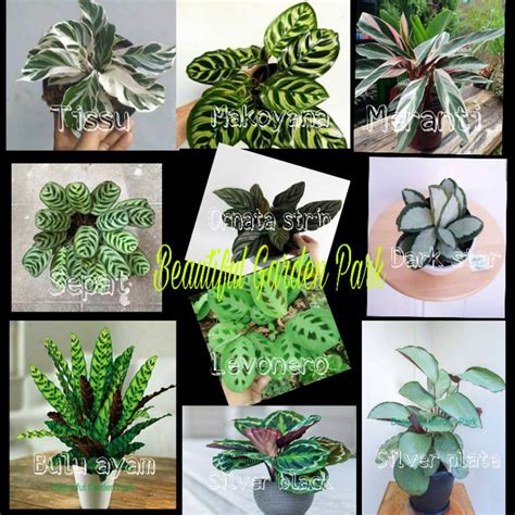 Jual PAKET 10 Jenis Tanaman Hias Calathea Tanaman Hias Hemat Murah