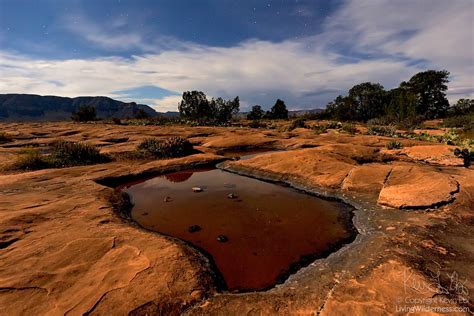 Potholes Tuweep Arizona Living Wilderness Nature Photography