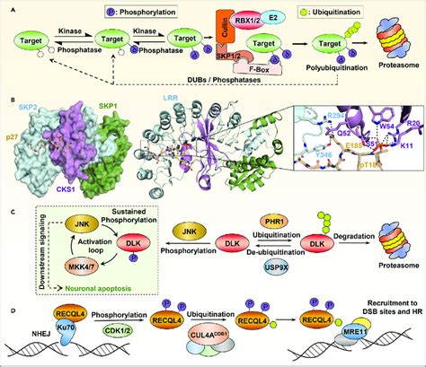 Model Of The Interplay Between Protein Phosphorylation And