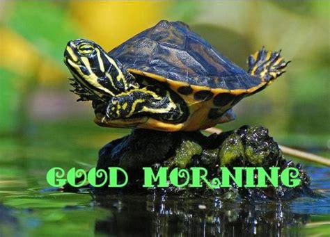 40 Good Morning Turtle Images And S Good Morning Wishes