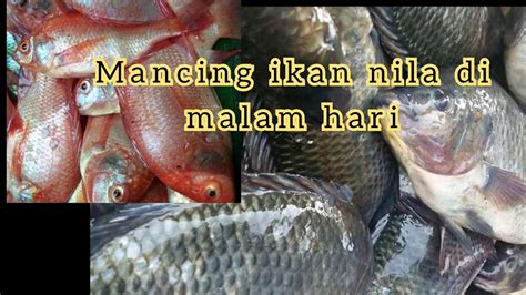 Mancing Ikan Nila Di Malam Hari Seru Sekali Youtube