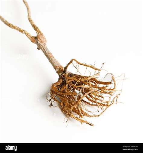 Plant With Roots Isolated On White Background Stock Photo Alamy