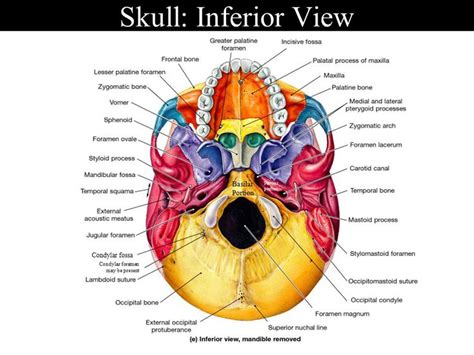 Inferior View Of Skull Foramina And Fissures Anatomy Bones Skull