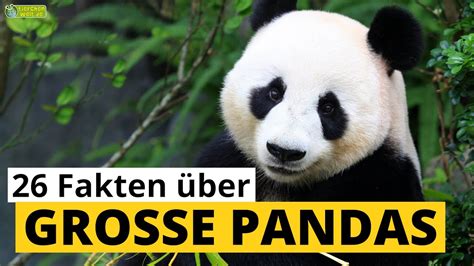 26 Steckbrief Fakten über Große Pandas Doku Wissen über Tiere Für