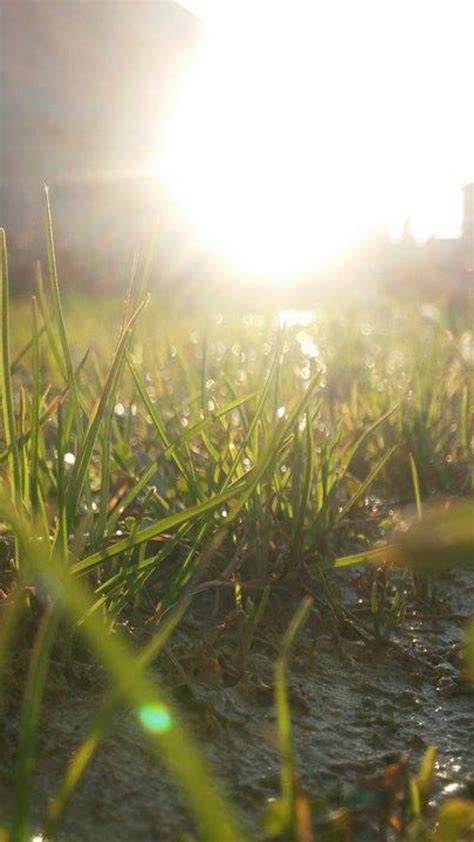 Free Images Light Plant Field Lawn Meadow Sunlight Morning Leaf Flower Green