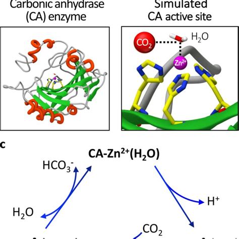 Carbonic Anhydrase Enzyme And Its Co2 Capture And Regeneration