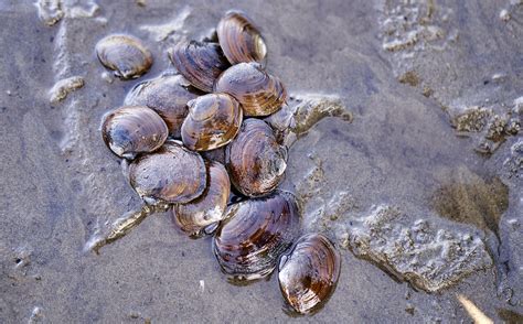 Razor Clam Season 2024 Oregon State University Netty Adrianna