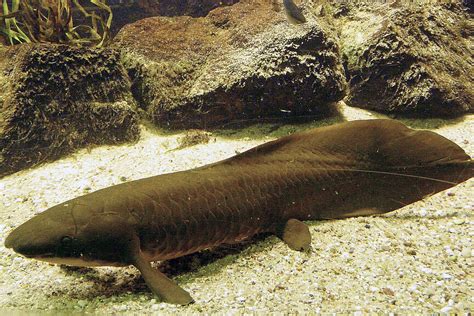 Australian lungfish: Meet them at Zoo Leipzig!