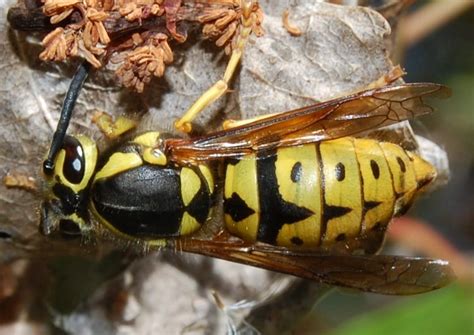 Common Wasps Hornets In Arizona Id Guide Bird Watching Hq