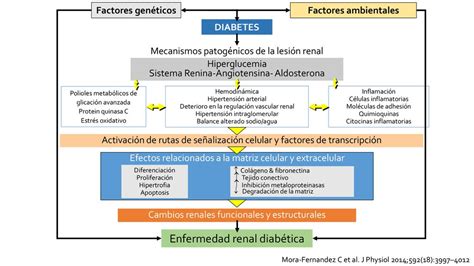 Enfermedad renal diabética ppt descargar