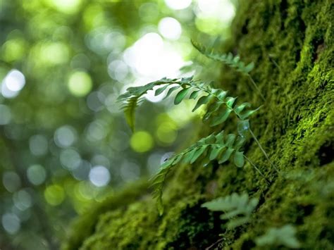 Beautiful Wallpaper: Green Nature Forest Wallpaper