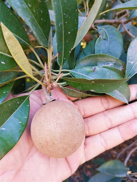 Chico Manilkara Zapota Sapota Sapodilla Fruit On Tree Food Sapoche