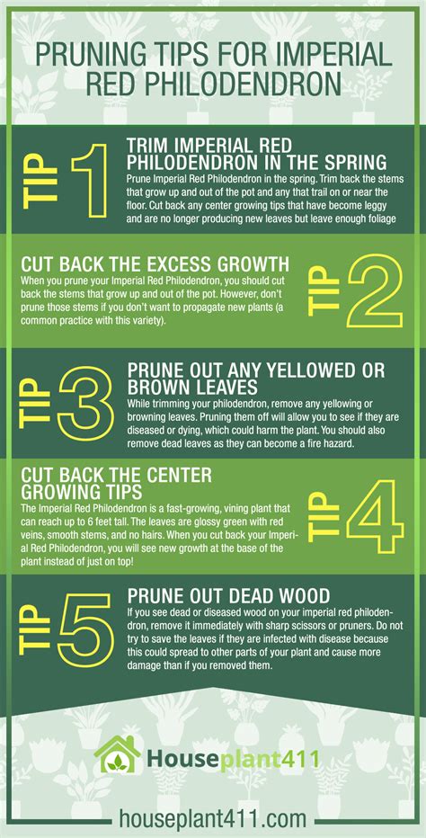 Shape Up Your Imperial Red Pro Pruning Tips For Lusher Philodendron Glory