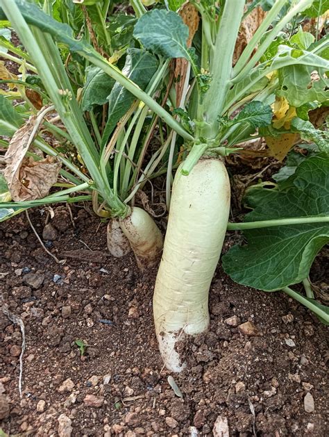 white radish how to cook