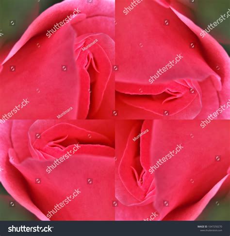 Sex Pussy Vulva Clitoris Vagina Orgasm Shutterstock