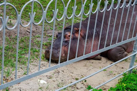 a photo of a hippo in a cage in a zoo that is entertaining visitors, a