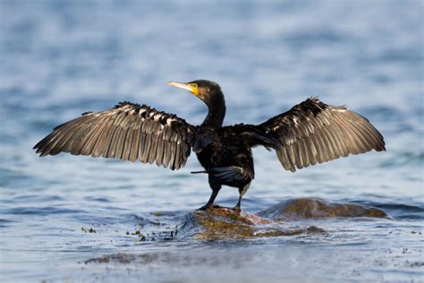 Conoce el cormorán hábitat características y reproducción Mis animales