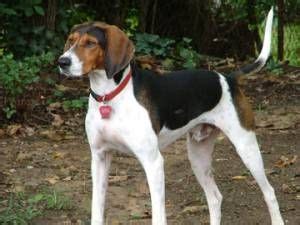 Best 25+ Walker coonhound ideas on Pinterest | Treeing walker coonhound ...