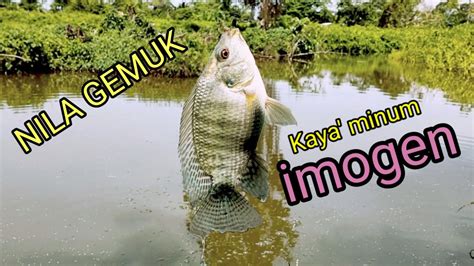 Ikan Nila Gemuk Gemuk Youtube