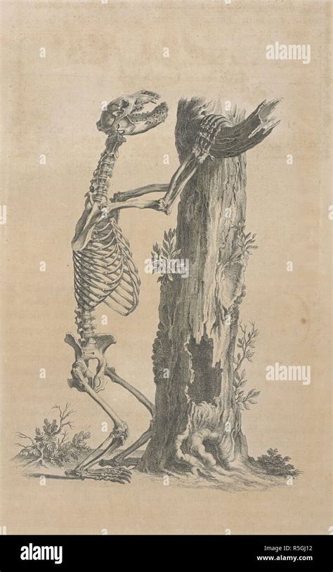 Skeleton Of A Bear Osteographia Or The Anatomy Of The Bones London