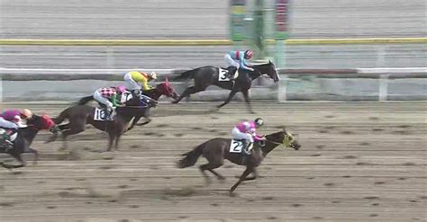 810 船橋競馬 全レース予想🐎｜兎｜note