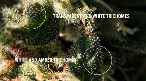 Cannabis Trichomes Importance Rqs Blog