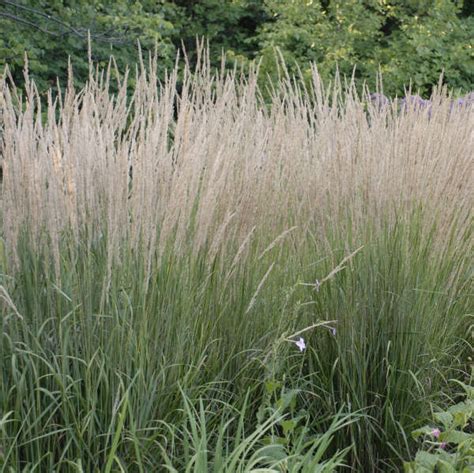 Calamagrostis Karl Foerster Acutiflora Feather Reed Grass Ornamental