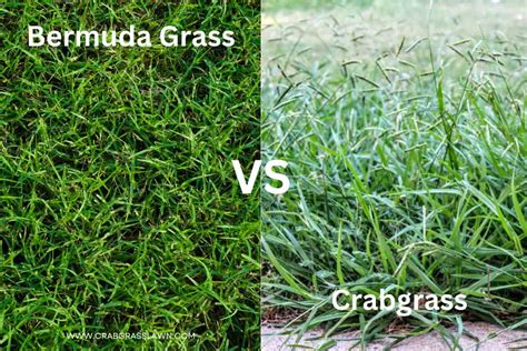 Bermuda Grass vs. Crabgrass: Identification & Differences (With ...