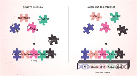 Infographic The Sequencing And Assembly Of The Human Genome Ts Digest The Scientist