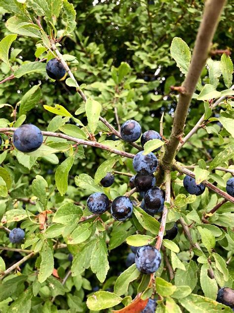 sloe