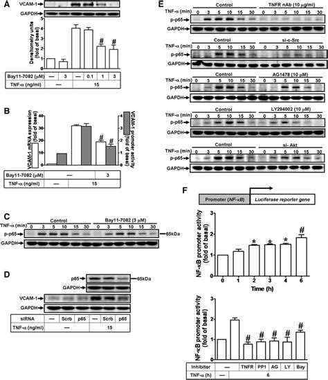 The NF κB is required for TNF α induced VCAM 1 expression a b Cells