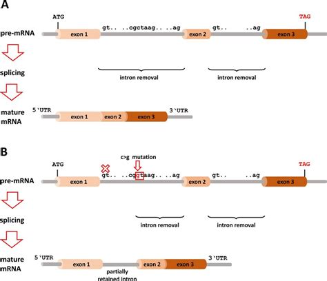 Splicing Defects A Introns Are Flanked By Splice Donor Sites At The