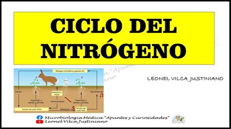 Ciclos BiogeoquÍmicos Ciclo Del NitrÓgeno Youtube