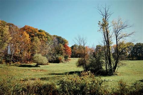 Premium Photo | Field and trees in autumn