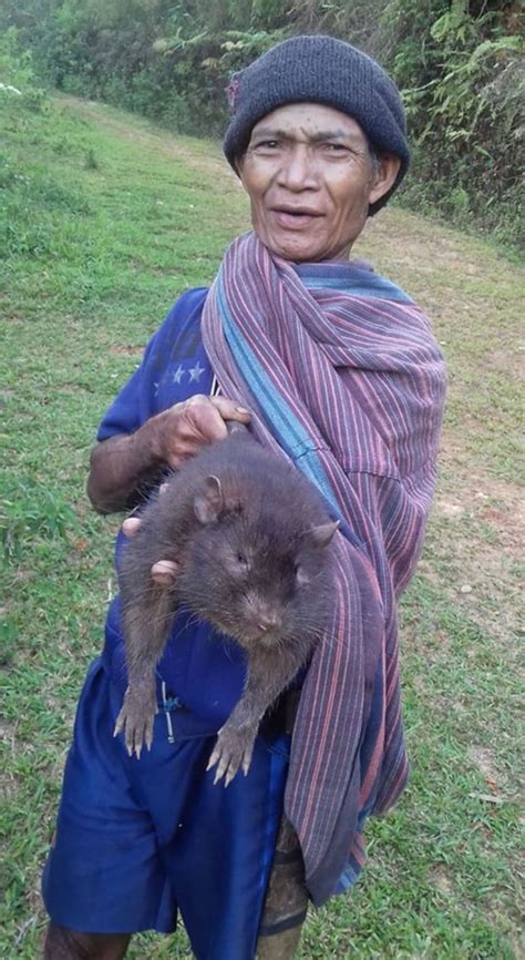 Tikus Raksasa Flores Hewan Pengerat Endemik Asli Indonesia